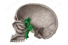 Os Sphenoidale Özellikleri ve Faydaları Nelerdir? Os Sphenoidale Özellikleri ve Faydaları Nelerdir?