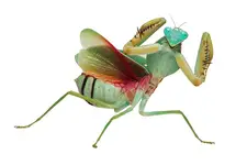 Entomoloji Alt Dalları ve Özellikleri