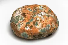 Küf Mantarı Özellikleri ve Faydaları Nelerdir? Küf Mantarı Özellikleri ve Faydaları Nelerdir?