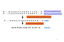 Translasyon Özellikleri ve Faydaları Nelerdir? Translasyon Özellikleri ve Faydaları Nelerdir?