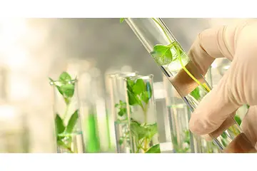 Bitki Islahı Nedir ve Nasıl Yapılır?