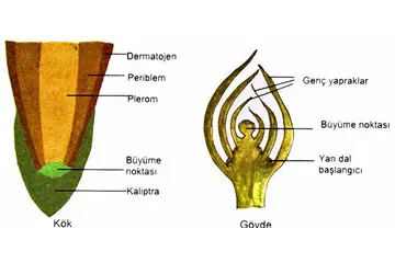 Meristem Doku Özellikleri ve Faydaları Nelerdir?