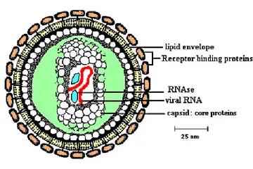 Retrovirüs Türleri ve Özellikleri