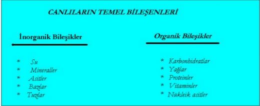 9 Sınıf Biyoloji Canlıların Temel Bileşenleri