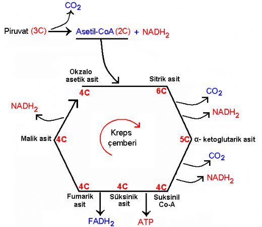 Oksijenli Solunum Evreleri Nelerdir?