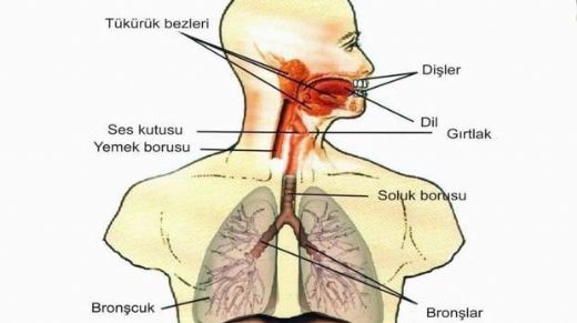 Oksijensiz Solunum Yapan Canlılar
