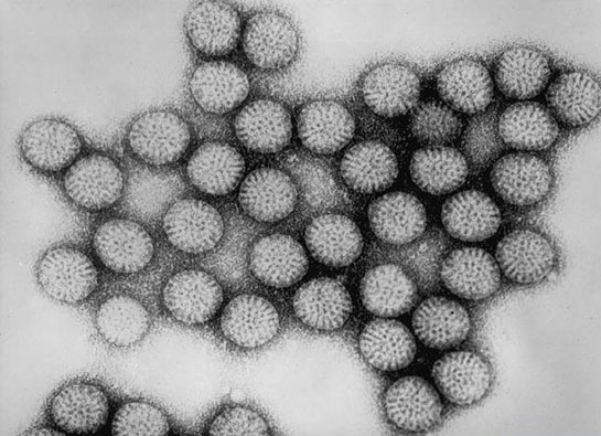 Agonist Özellikleri ve Faydaları Nelerdir?