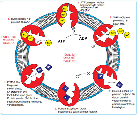 Aktif Taşıma Özellikleri ve Koşulları