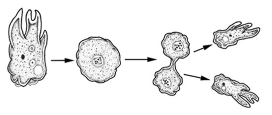Amitoz Özellikleri ve Faydaları Nelerdir?