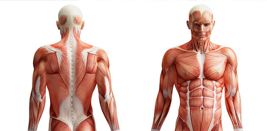 Anatomi Özellikleri ve Faydaları Nelerdir?