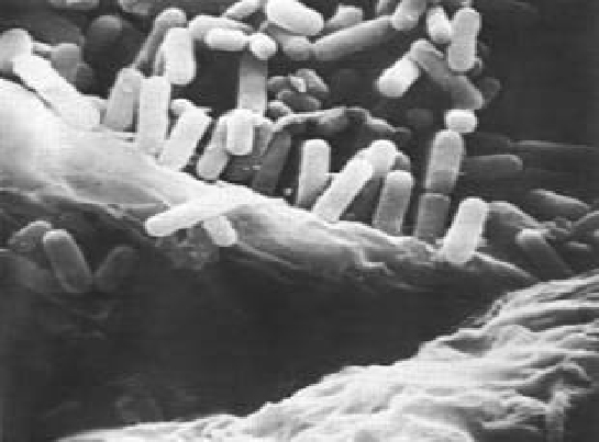 Bağırsak Florası Sistemi Görevleri