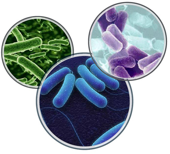 Bakterisid Özellikleri ve Faydaları Nelerdir?