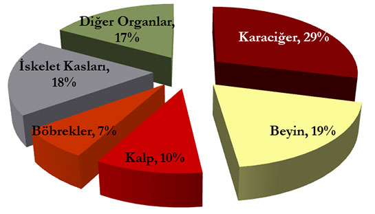 Bazal Metabolizma Özellikleri ve Faydaları Nelerdir?