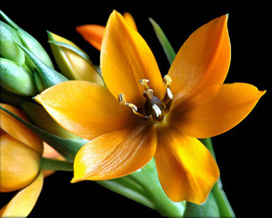 Bitki Biyolojisi Özellikleri ve Faydaları Nelerdir?