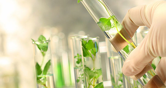 Bitki Islahı Nedir ve Nasıl Yapılır?