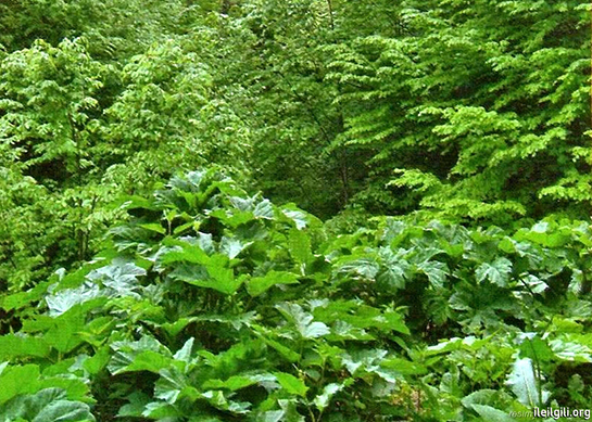 Bitki Türleri ve Özellikleri