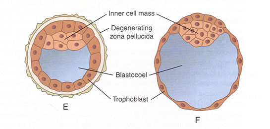 Blastula Özellikleri ve Faydaları Nelerdir?
