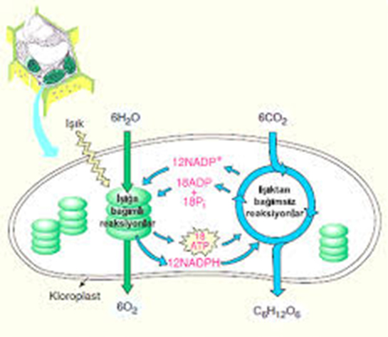 Calvin Döngüsü Özellikleri ve Faydaları Nelerdir?