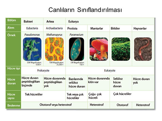 Canlıların Sınıflandırılması Nasıl Yapılır?