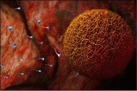 Dış Döllenme Nasıl Oluşur?