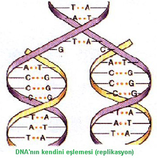 DNA Çeşitleri Nelerdir?
