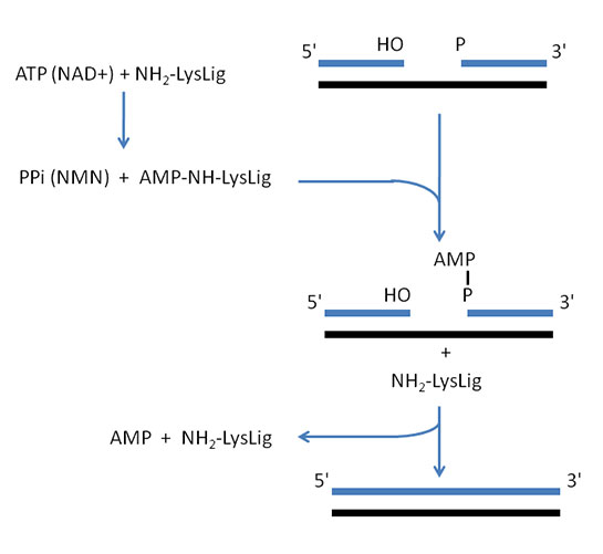 DNA Ligaz Özellikleri ve Faydaları Nelerdir?
