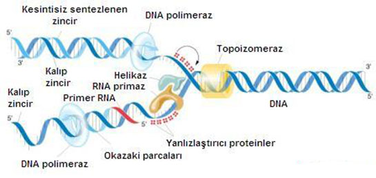 DNA Sentezi Özellikleri ve Faydaları Nelerdir?