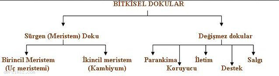 Dokular Özellikleri ve Faydaları Nelerdir?