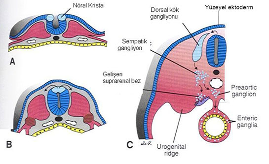Ektoderm Özellikleri ve Faydaları Nelerdir?