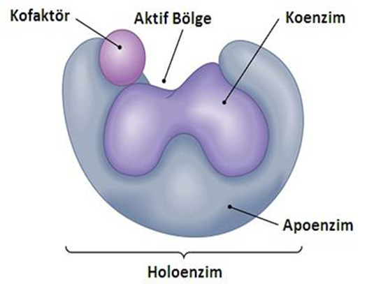 Enzimlerin Yapısı Türleri ve Özellikleri