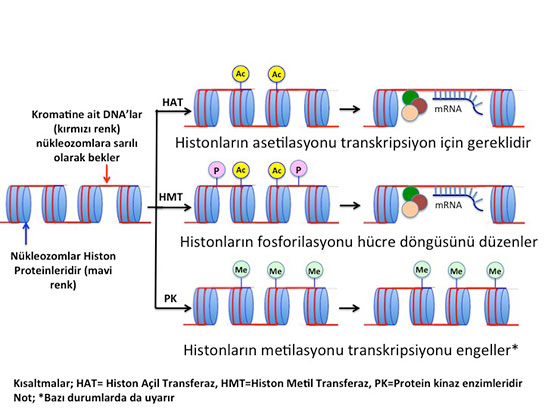 Epigenetik Özellikleri ve Faydaları Nelerdir?