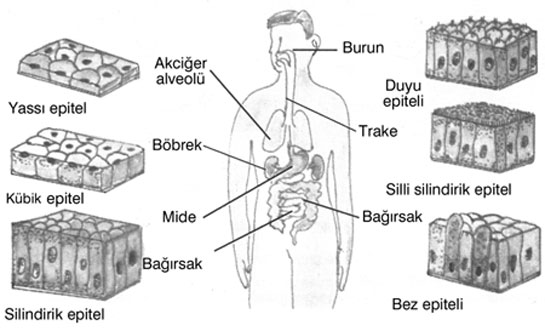 Epitel Hücre Özellikleri ve Faydaları Nelerdir?