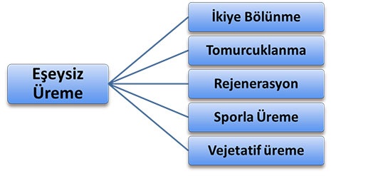 Eşeysiz Üreme Özellikleri ve Faydaları Nelerdir?