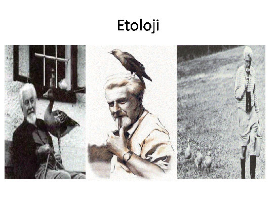 Etoloji Özellikleri ve Faydaları Nelerdir?