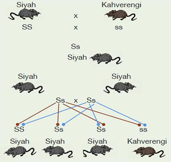 Fenotip Özellikleri ve Faydaları Nelerdir?