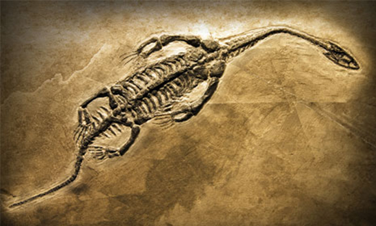 Fosiller Özellikleri ve Faydaları Nelerdir?