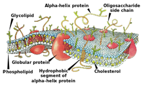 Glikokaliks Özellikleri ve Faydaları Nelerdir?