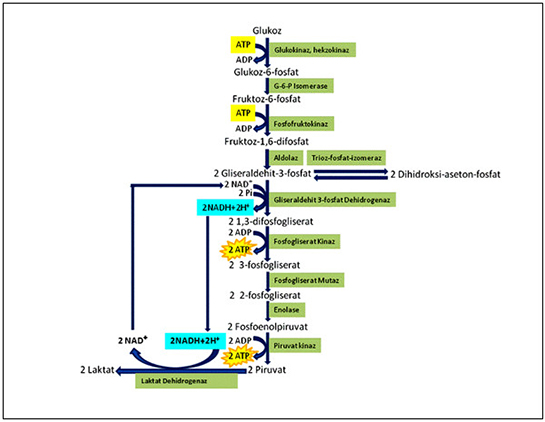 Glikoliz Kullanımı ve Faydaları Nelerdir?