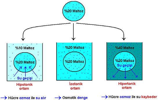 Hipertonik Özellikleri ve Faydaları Nelerdir?
