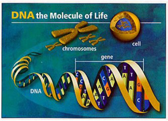 İnsan Genom Projesi Özellikleri ve Faydaları Nelerdir?