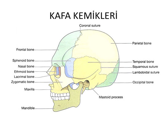 Kafa Kemikleri Özellikleri ve Faydaları Nelerdir?
