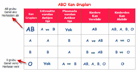 Kan Grubu Özellikleri ve Faydaları Nelerdir?