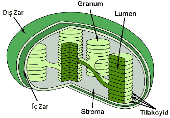 Kloroplast Özellikleri ve Faydaları Nelerdir?