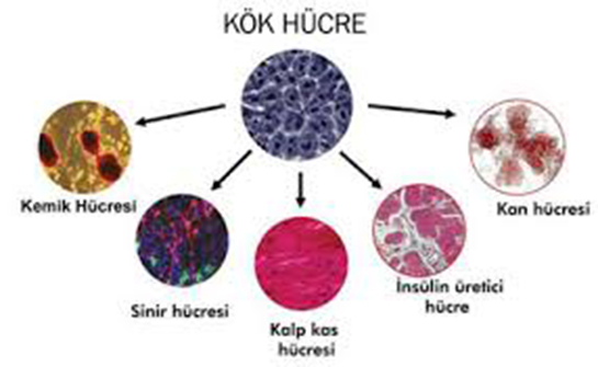 Kök Hücre Türleri ve Özellikleri
