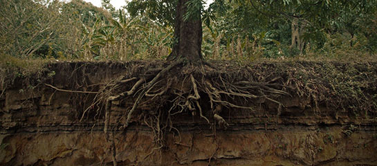 Köklerin Çeşitleri ve Yapısı