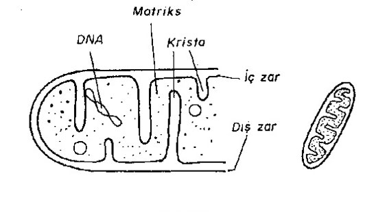 Krista Özellikleri ve Faydaları Nelerdir?