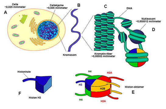 Kromatin Özellikleri ve Faydaları Nelerdir?