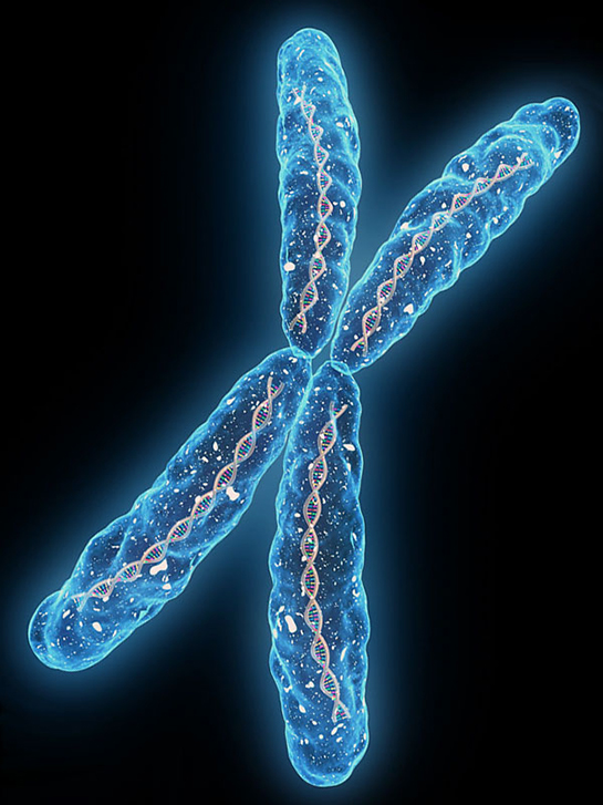 Kromozomlar Özellikleri ve Faydaları Nelerdir?