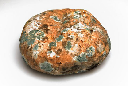 Küf Mantarı Özellikleri ve Faydaları Nelerdir?