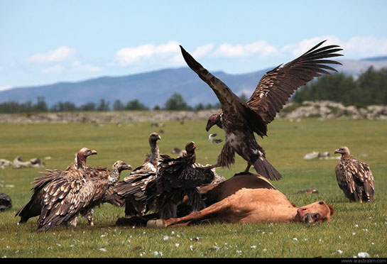 Leş Türleri ve Özellikleri